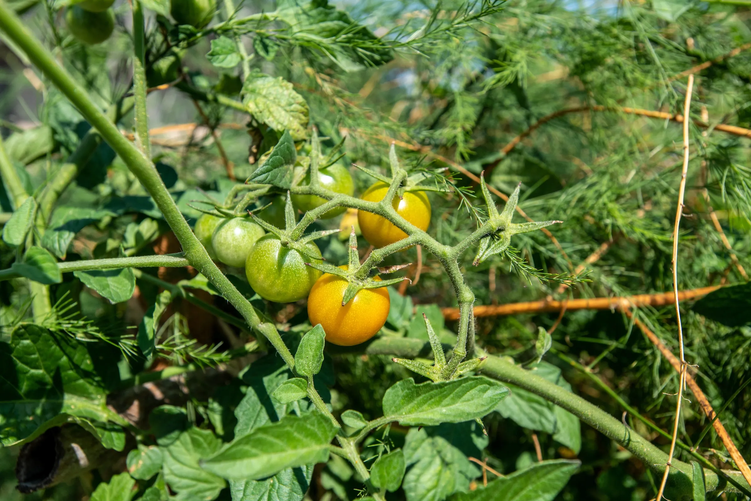 Ripe and unripe tomatoes on the vine
